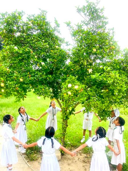 Van Mahotsav Tree Plantation – Apex International School Nakodar